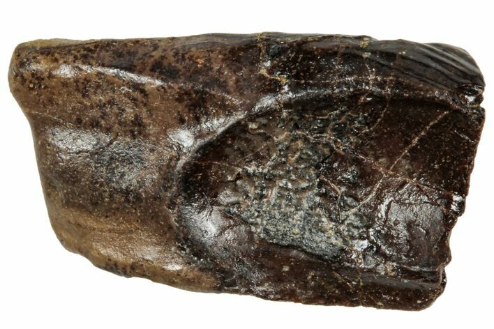 Fossil Triceratops Shed Tooth - Wyoming #358197